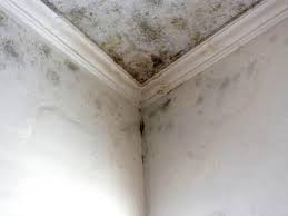 Best Mold Documentation for Insurance Claims  in Camden, OH