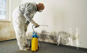 Best Water Damage & Mold Remediation  in Camden, OH