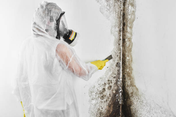 Camden, OH Mold Remediation Company