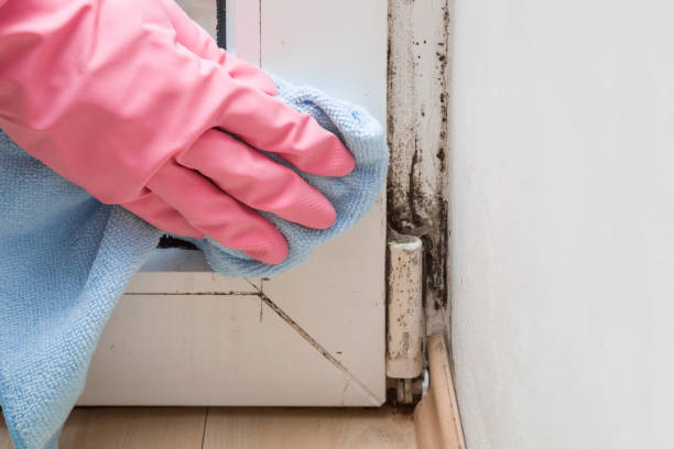 Best Black Mold Removal  in Camden, OH